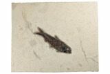 4.6" Fossil Fish (Knightia) - Green River Formation - #189275-1